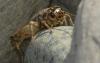 Eumodicogryllus bordigalensis bordigalensis